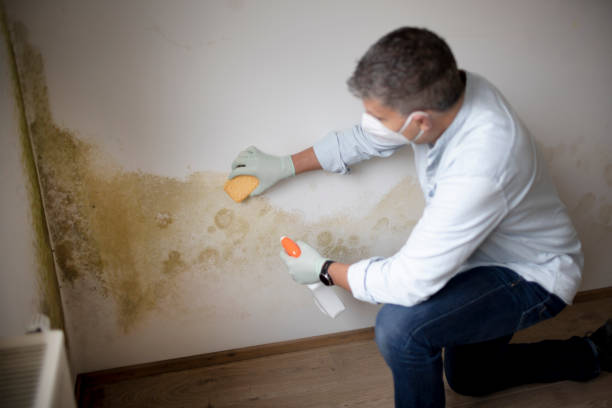 Trusted Upper Lake, CA Mold Removal Experts
